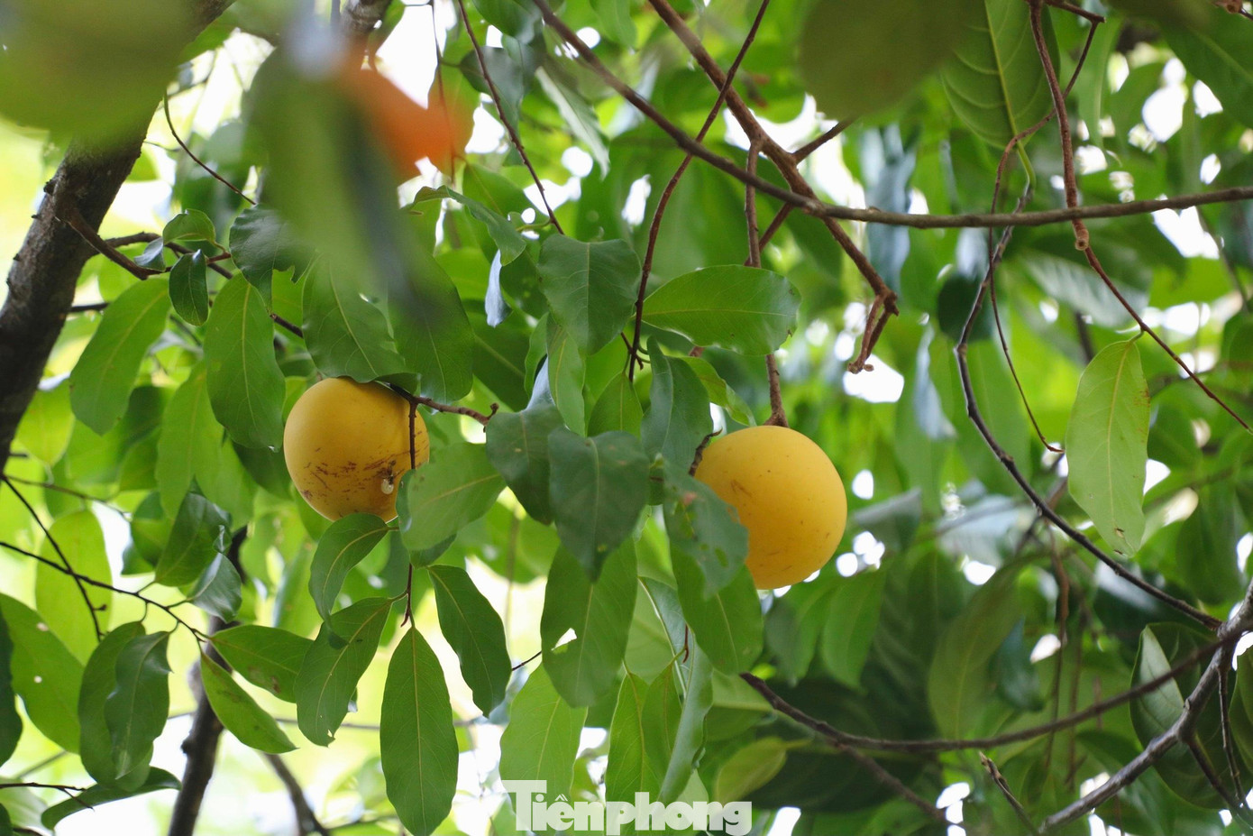 Thời điểm này, mùa thị chín, người dân trong vùng thường đến để hái.