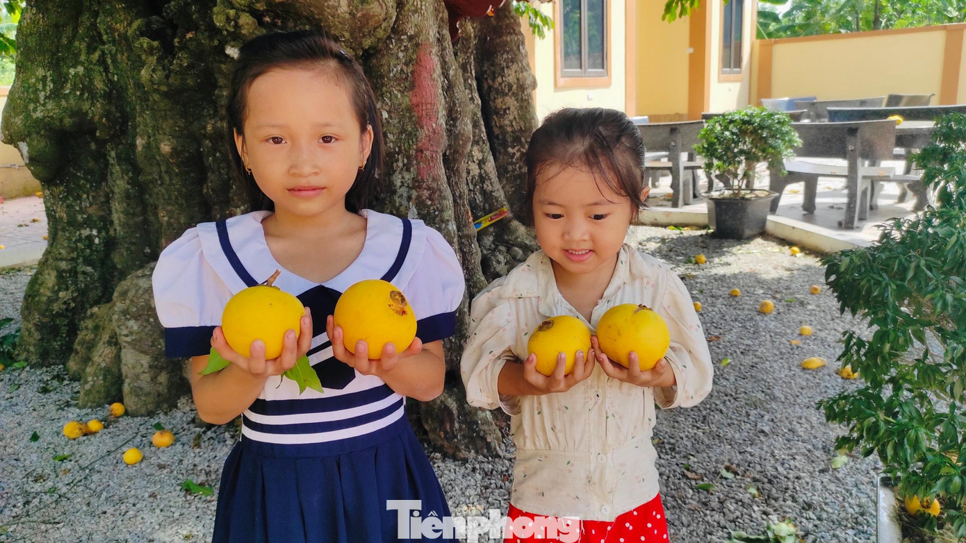 Dưới gốc thị là nơi vui chơi của những đứa trẻ ở xóm.