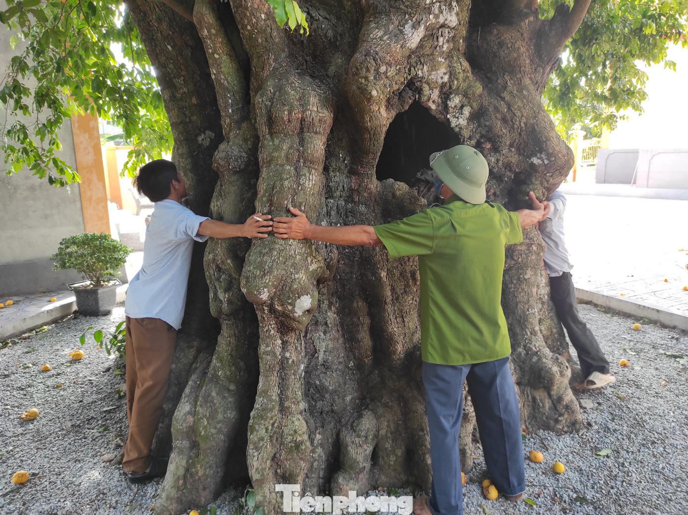 Ông Võ Tá Kỷ - Chủ tịch UBND xã Cẩm Duệ (huyện Cẩm Xuyên) cho hay, tháng 6/2021, Hội bảo vệ Thiên nhiên và Môi trường Việt Nam có văn bản thông báo đã công nhận cây thị này là Cây Di sản Việt Nam.