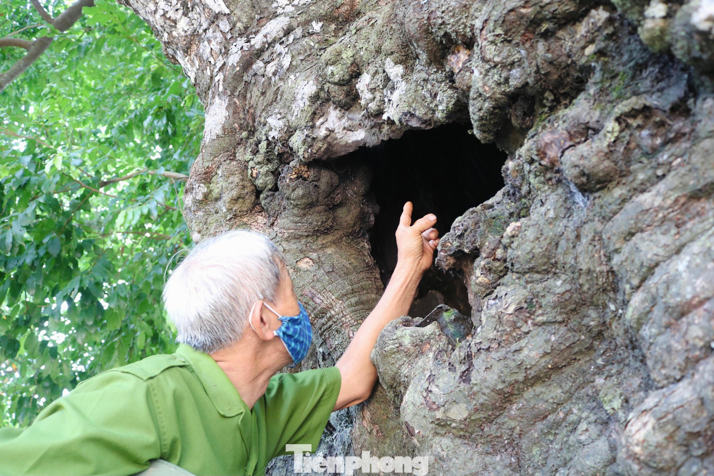 Thân cây đã mục rỗng, nhưng cành cây vẫn sum suê, đến mùa cho cả tạ quả.