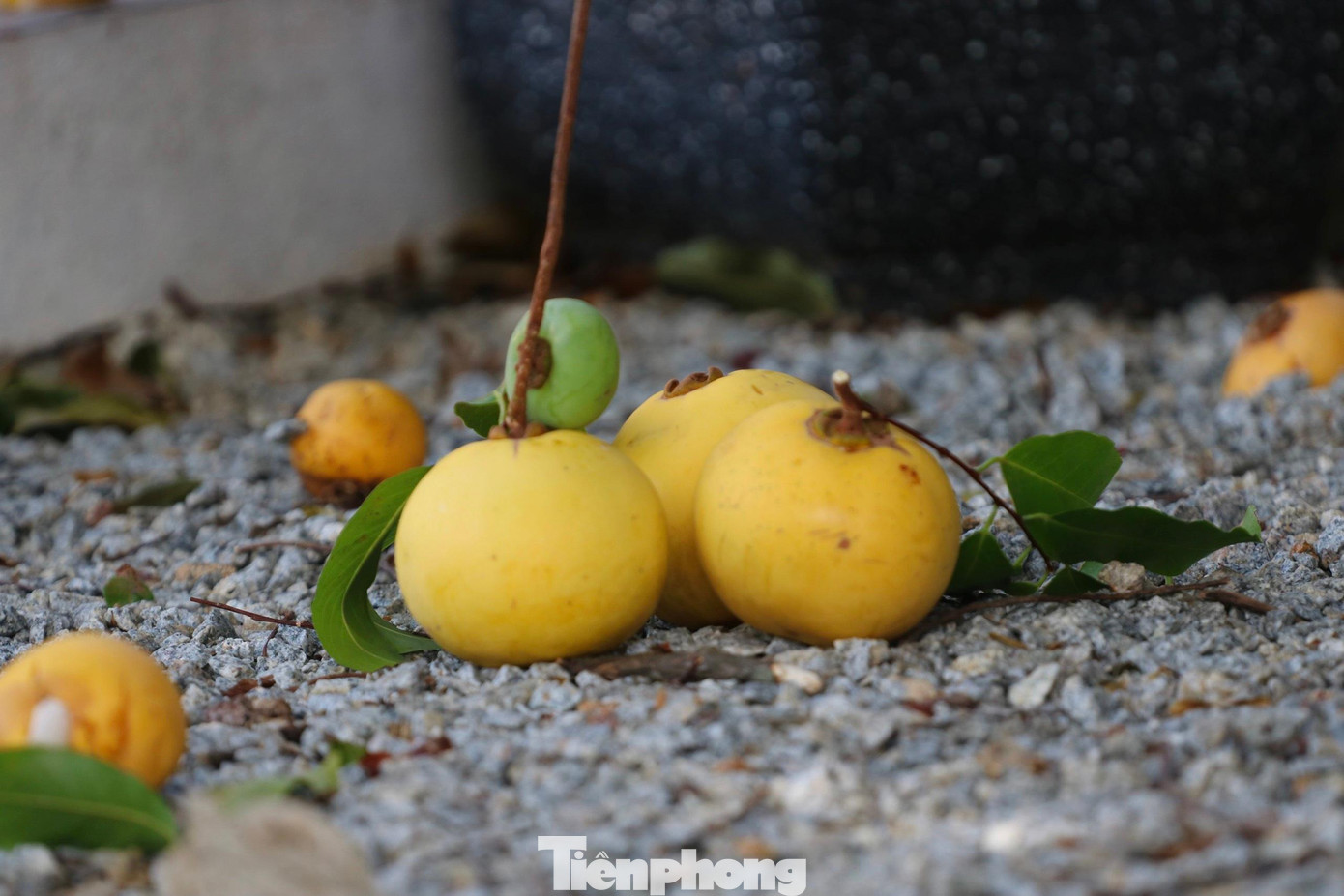 Mùa thị qủa rụng đầy gốc, mùi hương thơm ngào ngạt khắp vùng. Nhiều người đến hái ra chợ bán với giá từ 10-20 ngàn đồng/kg.