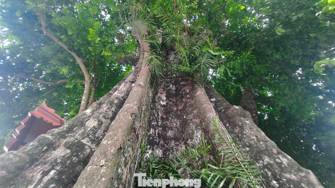 Cây thị không chỉ có ý nghĩa về lịch sử mà còn mang giá trị về văn hóa, được người dân vùng này xem như báu vật của làng.