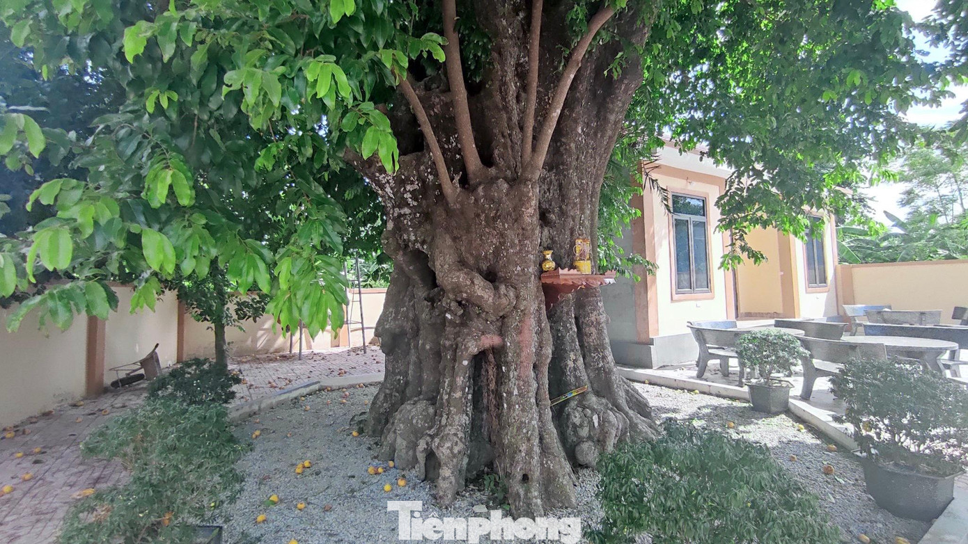 Mùa thị quả chín vàng, rụng khắp vườn, hương thơm dịu dàng. Nhiều người dân, trẻ con đến thu hái để chưng trong nhà.