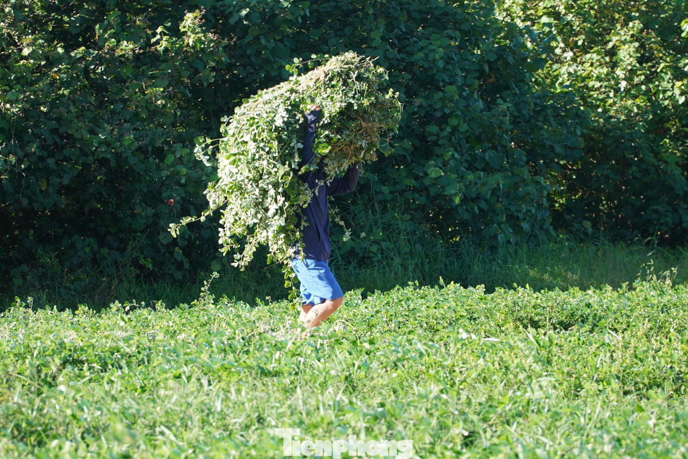 Sau nhiều năm trồng, đến nay toàn xã có trên 30 hộ trồng phát triển kinh tế chủ lực bằng giống cây dược liệu kim tiền thảo. Những ngày nắng, người dân ra đồng tranh thủ thu hoạch để phơi khô kịp bán cho công ty.