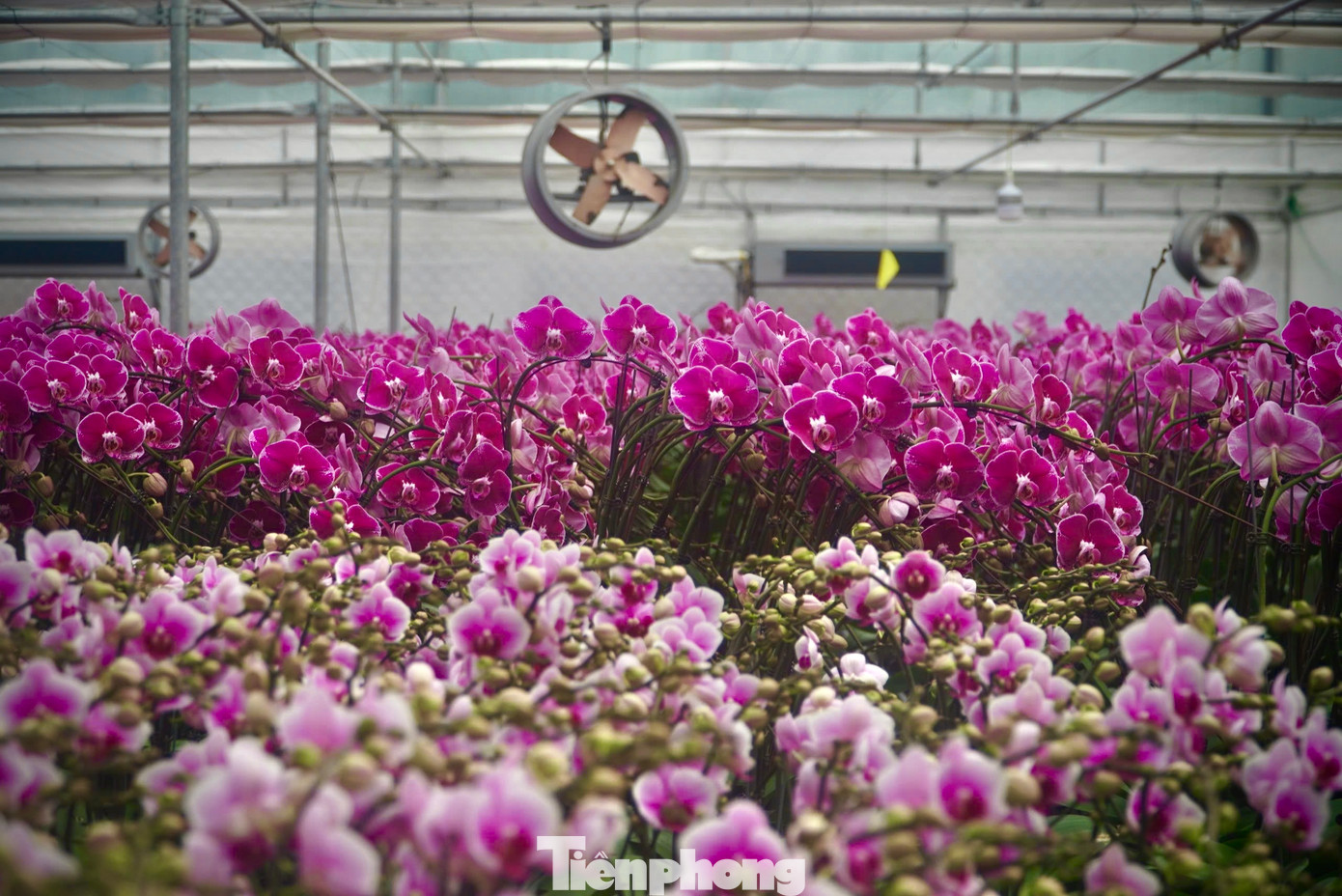 Năm 2025, vườn lan xuống giống 65.000 bịch, với 20 giống. Chủ yếu tập trung màu lan đỏ địa chủ, hồng mai, hồng phát tài.