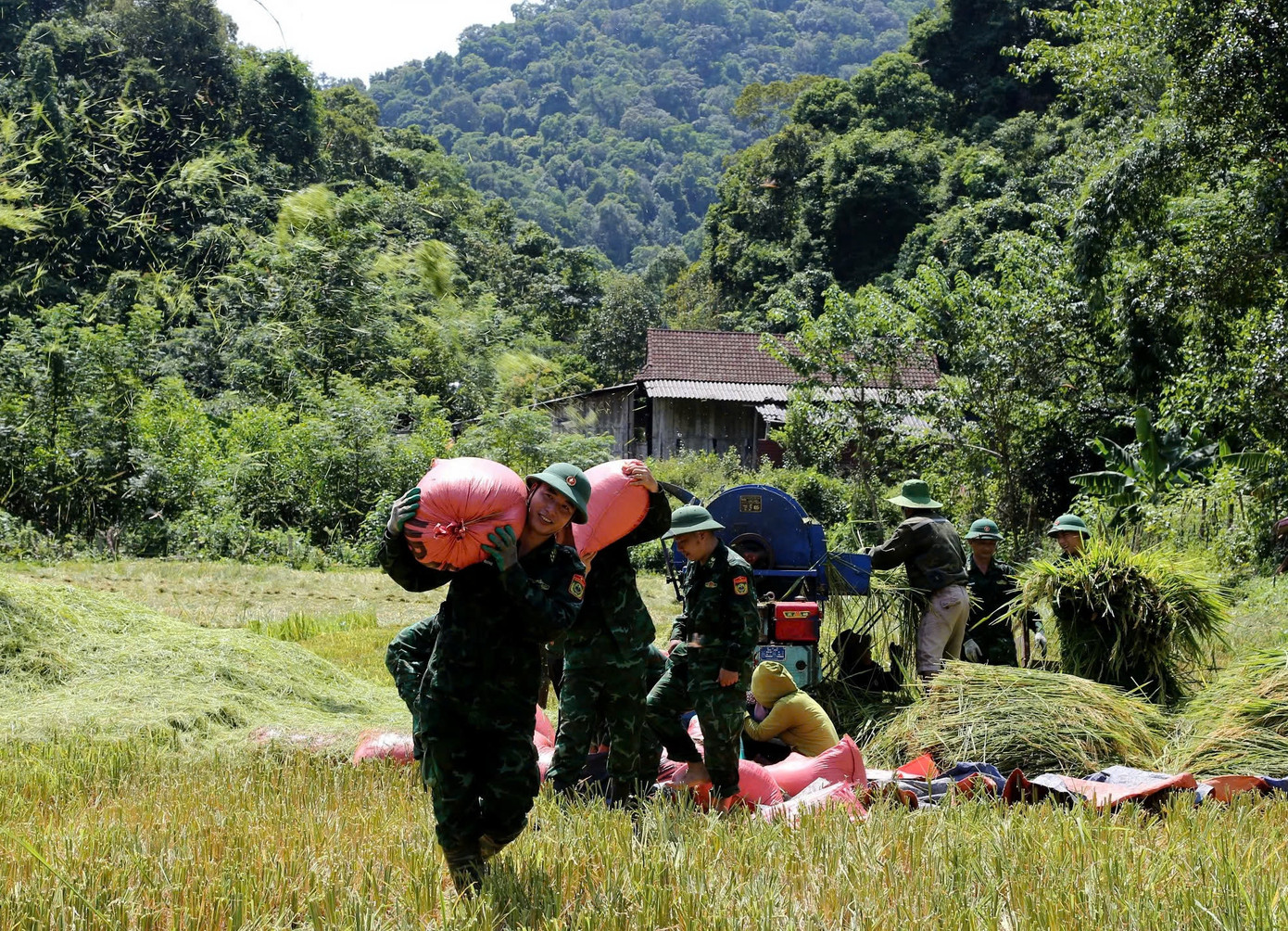 Trước dự báo sức ảnh hưởng của cơn bão số 3 rất lớn, các chiến sĩ biên phòng đã xuống đồng thu hoạch lúa &quot;chạy bão&quot;. Nhiều diện tích lúa được các chiến sĩ thu hoạch rồi đưa về nhà giúp dân.