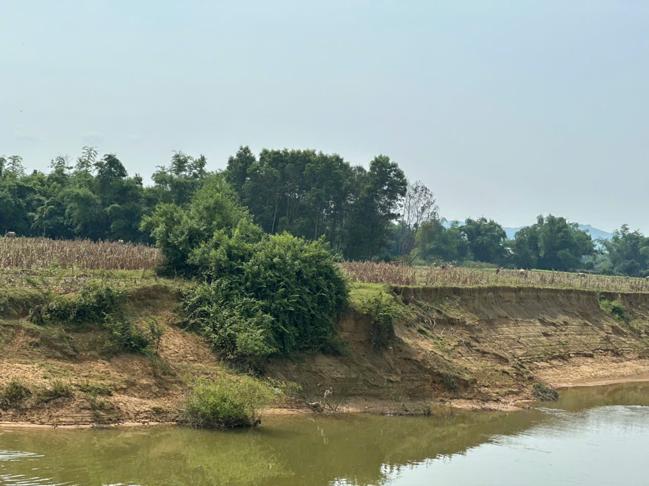 Dọc bờ sông Ngàn Sâu xuất hiện nhiều vị trí sạt lở.