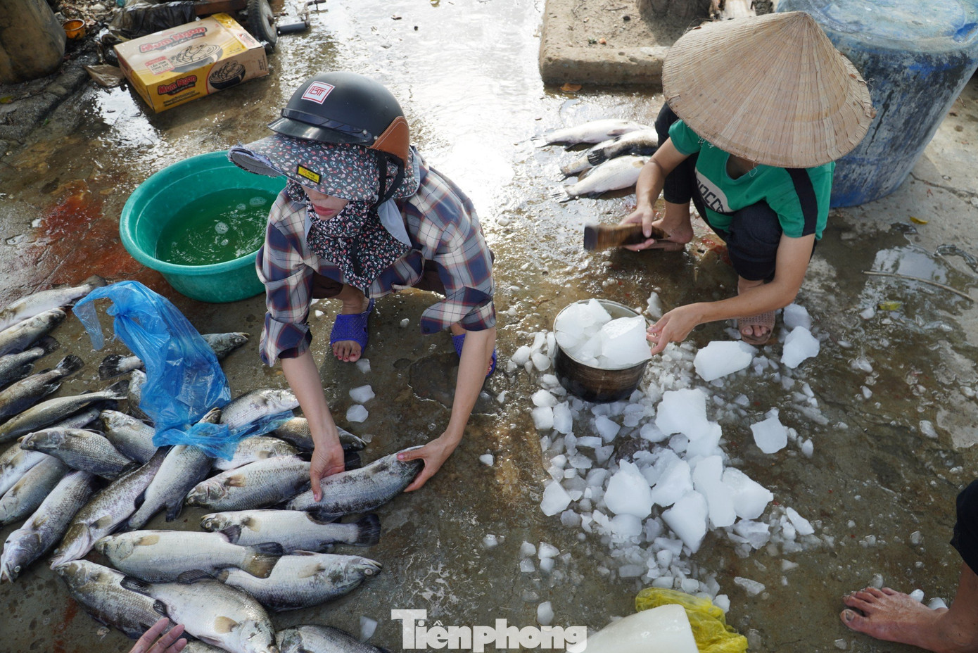 “Gia đình đầu tư vốn liếng, công sức chăm sóc đã đến kỳ thu hoạch thì gặp sự cố này. Giờ chỉ có vớt lên bán để thu hồi lại chút tài sản đã bỏ ra”, bà Lộc nói.