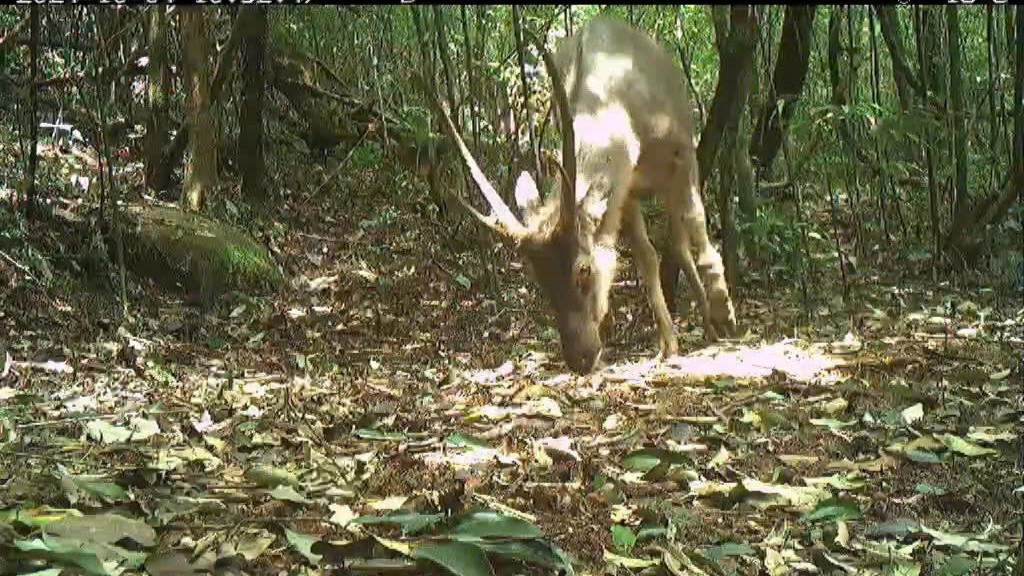 Những cá thể động vật quý hiếm được phát hiện tại Vườn Quốc gia Vũ Quang.