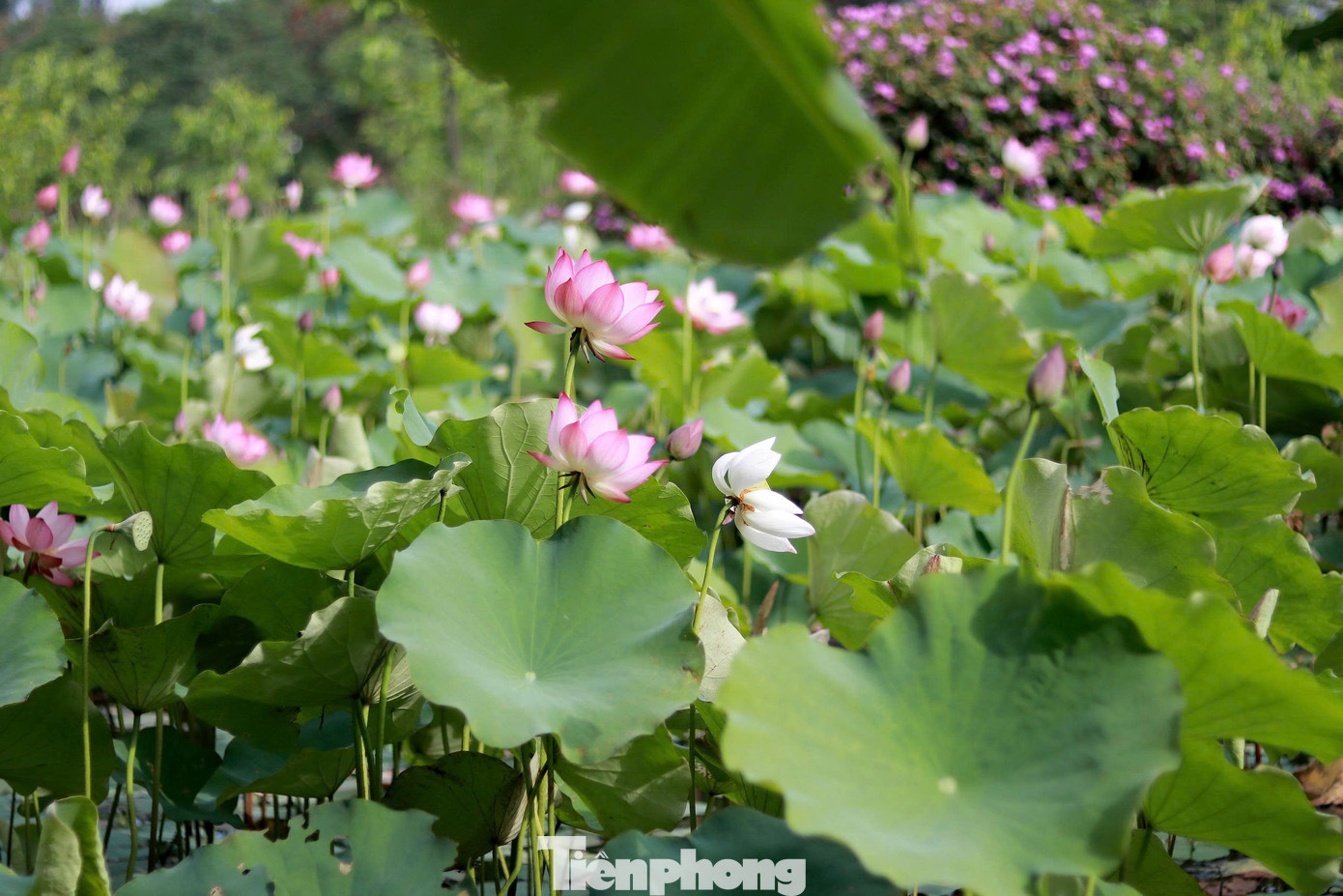 Sen được trồng trên cánh đồng rộng hơn 2ha, cho hiệu quả kinh tế cao. Đến mùa, hoa nở đón khách đến tham quan và chụp ảnh, sau đó thu hái để bán nguyên liệu làm trà sen và rượu....