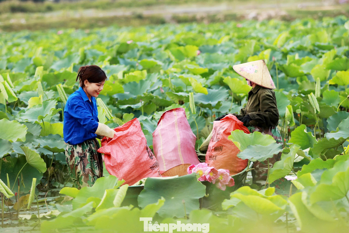 Không chỉ đơn thuần là trồng hoa, mô hình trồng sen ở Thạch Hưng mang đậm dấu ấn của thanh niên trong phát triển nông nghiệp xanh, bền vững.