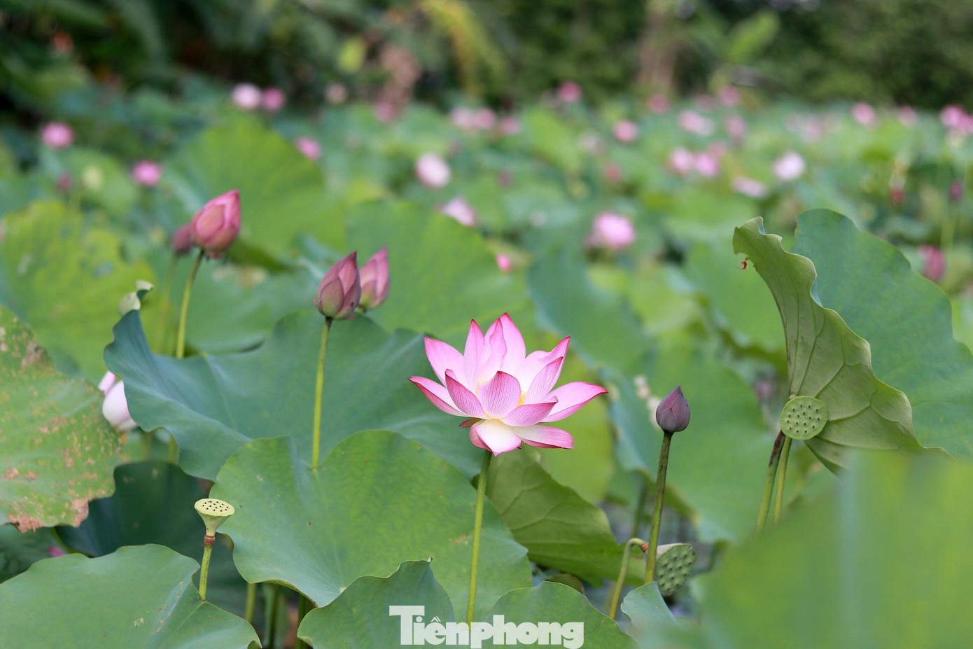 Sen được trồng trên cánh đồng rộng hơn 2ha, cho hiệu quả kinh tế cao. Đến mùa, hoa nở đón khách đến tham quan và chụp ảnh, sau đó thu hái để bán nguyên liệu làm trà sen và rượu....