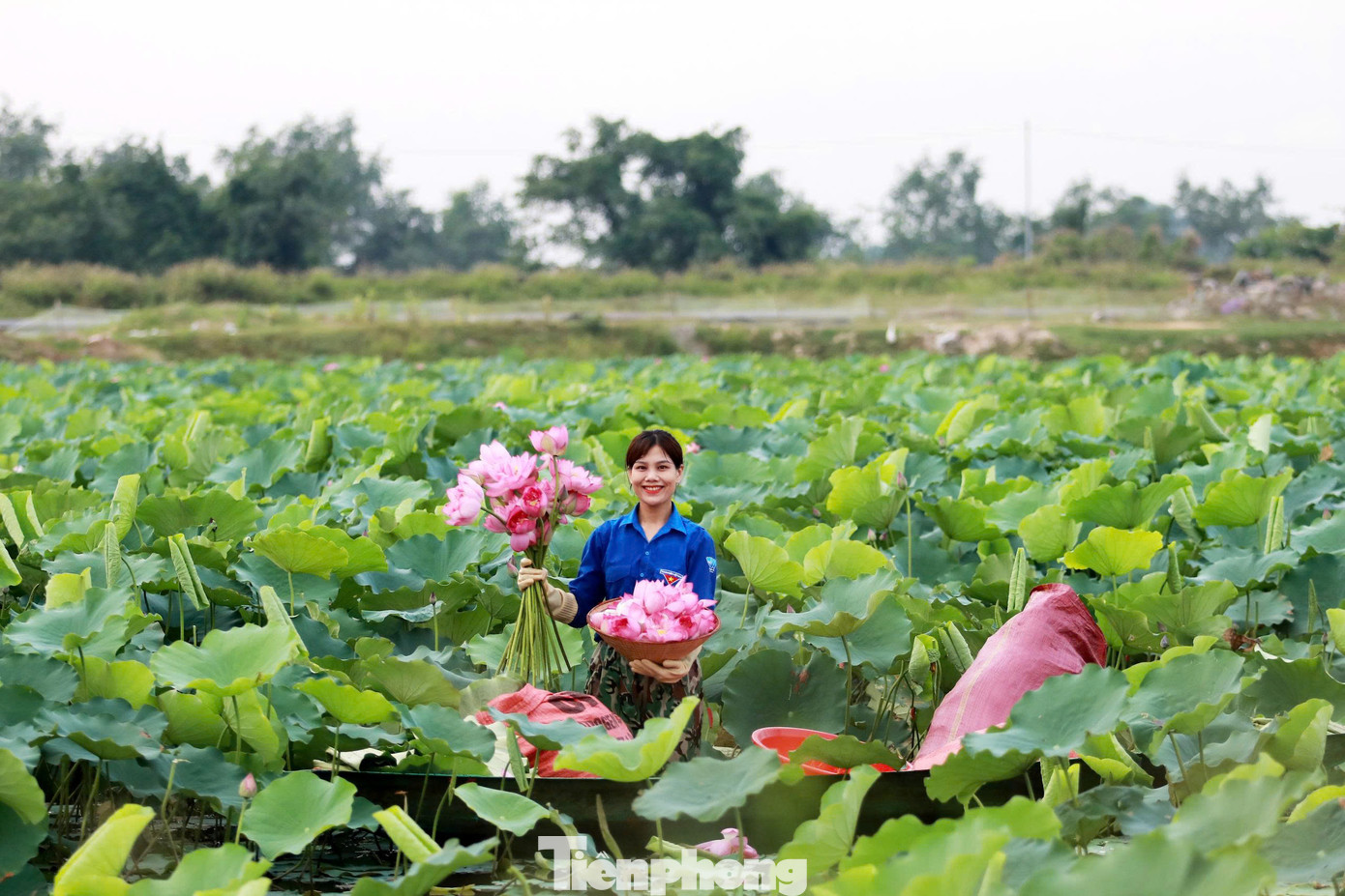 Sau nhiều năm kiên trì, mô hình không chỉ phủ xanh vùng đất bỏ hoang mà còn mang lại hiệu quả kinh tế rõ rệt. Mỗi sáng sớm, từ 4h30, các đoàn viên thanh niên, hội viên nông dân đã có mặt trên đầm sen để thu hái.