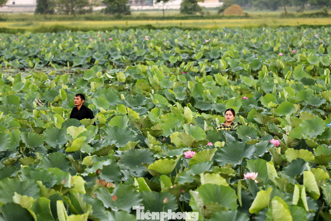 Vào chính vụ, mỗi ngày người dân hái bán được từ 1.000-3.000 bông sen bách diệp, thu về từ 1-3 triệu đồng.