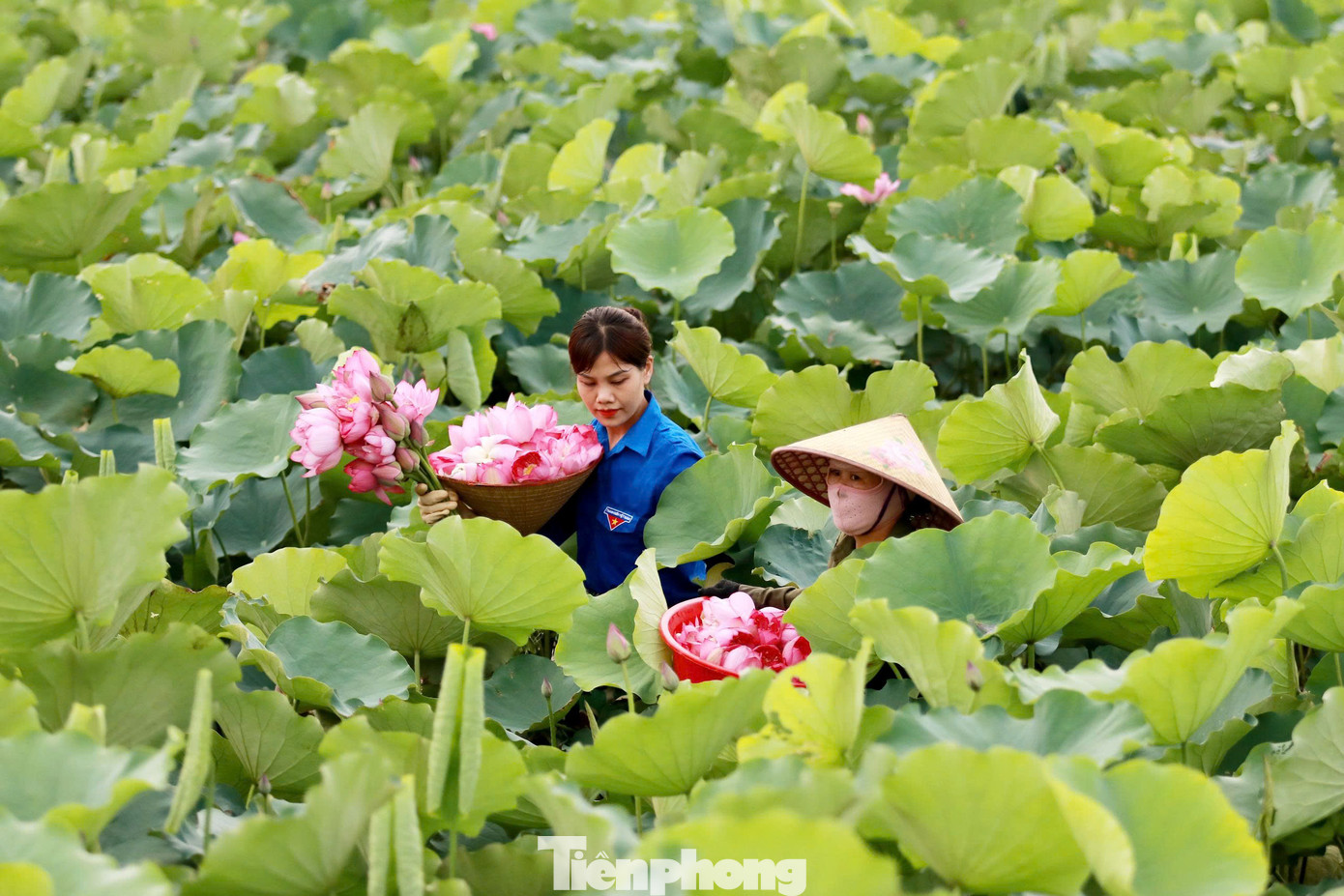 Mô hình trồng sen tại phường Thạch Hưng bắt đầu được triển khai từ năm 2022, do Đoàn thanh niên phường phối hợp với Hội Nông dân cùng thực hiện. Trước đây cánh đồng này bỏ hoang, thấp trũng không thể canh tác hoa màu.