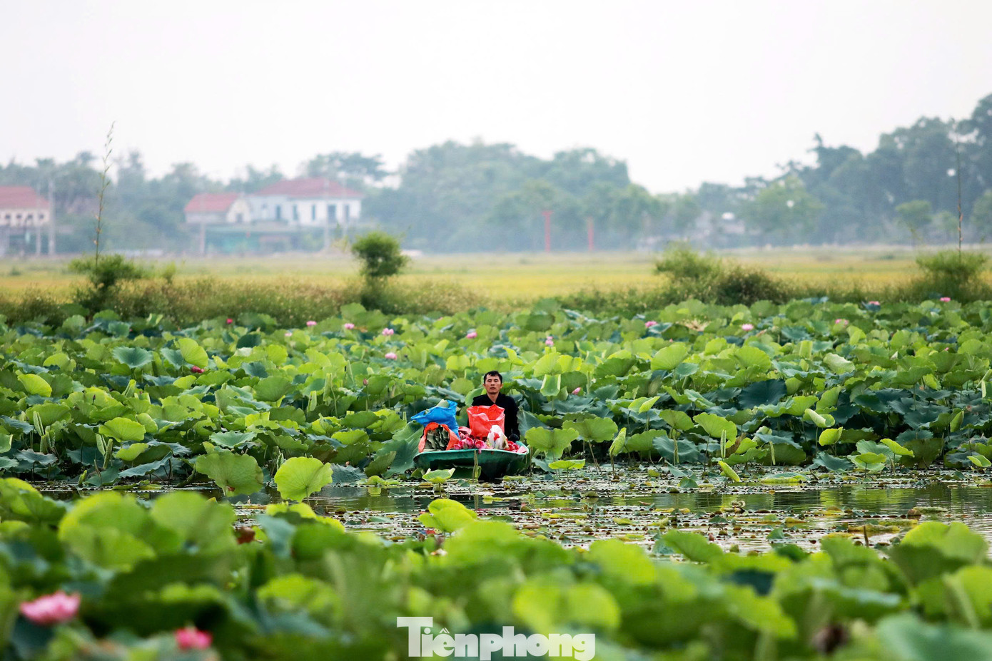 Những ngày này, đầm sen rộng hơn 2ha tại phường Thạch Hưng (thành phố Hà Tĩnh) nở rộ, người dân đang vào vụ thu hoạch sen.