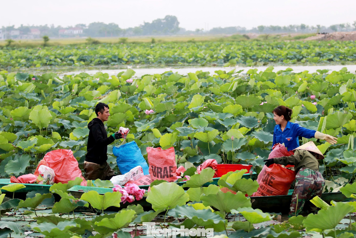 Loài hoa sen bách diệp không chỉ có giá trị cao về mặt thương phẩm mà còn thân thiện với môi trường, dễ thích nghi, ít tốn kém chi phí đầu tư. Theo người dân, sen được trồng vào tháng 12 đến tháng 2 dương lịch và thu hoạch từ khoảng tháng 5 đến tháng 7. Mùa vụ kéo dài 40-50 ngày.