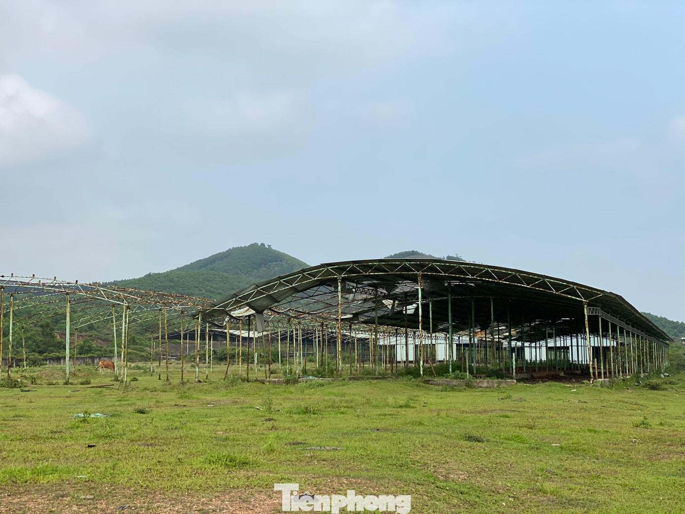 Tan hoang bên trong "đại dự án" chăn nuôi bò nghìn tỷ.