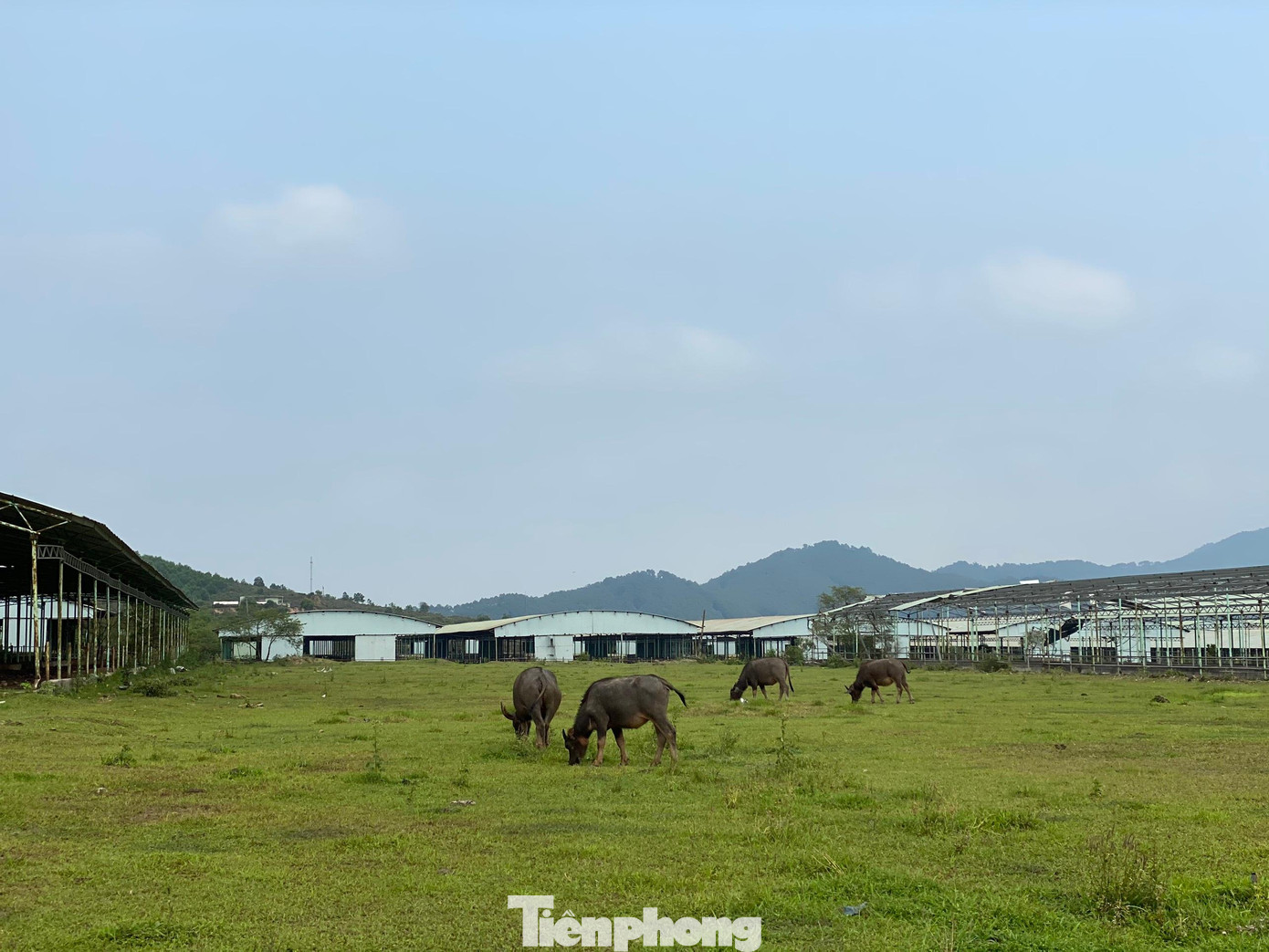 Nhiều người đưa trâu bò vào chăn thả bên trong dự án.