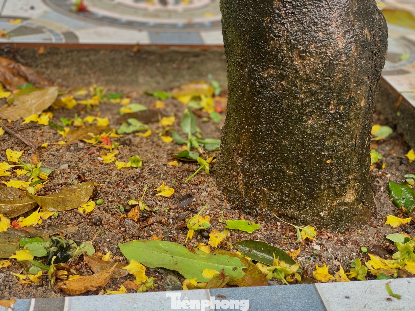 Những cánh mai nở rụng đầy gốc.