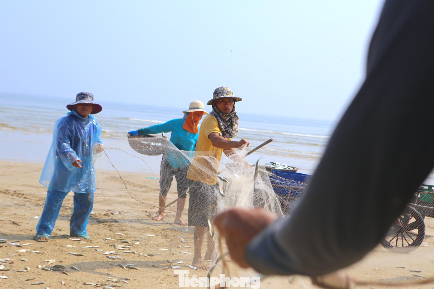Sau khi đưa cá vào bờ, ngư dân Lê Khắc Phùng cùng bạn thuyền và người thân trong gia đình mở lưới ra để gỡ cá. Sau khi đưa cá vào bờ, ngư dân Lê Khắc Phùng cùng bạn thuyền và người thân trong gia đình mở lưới ra để gỡ cá.