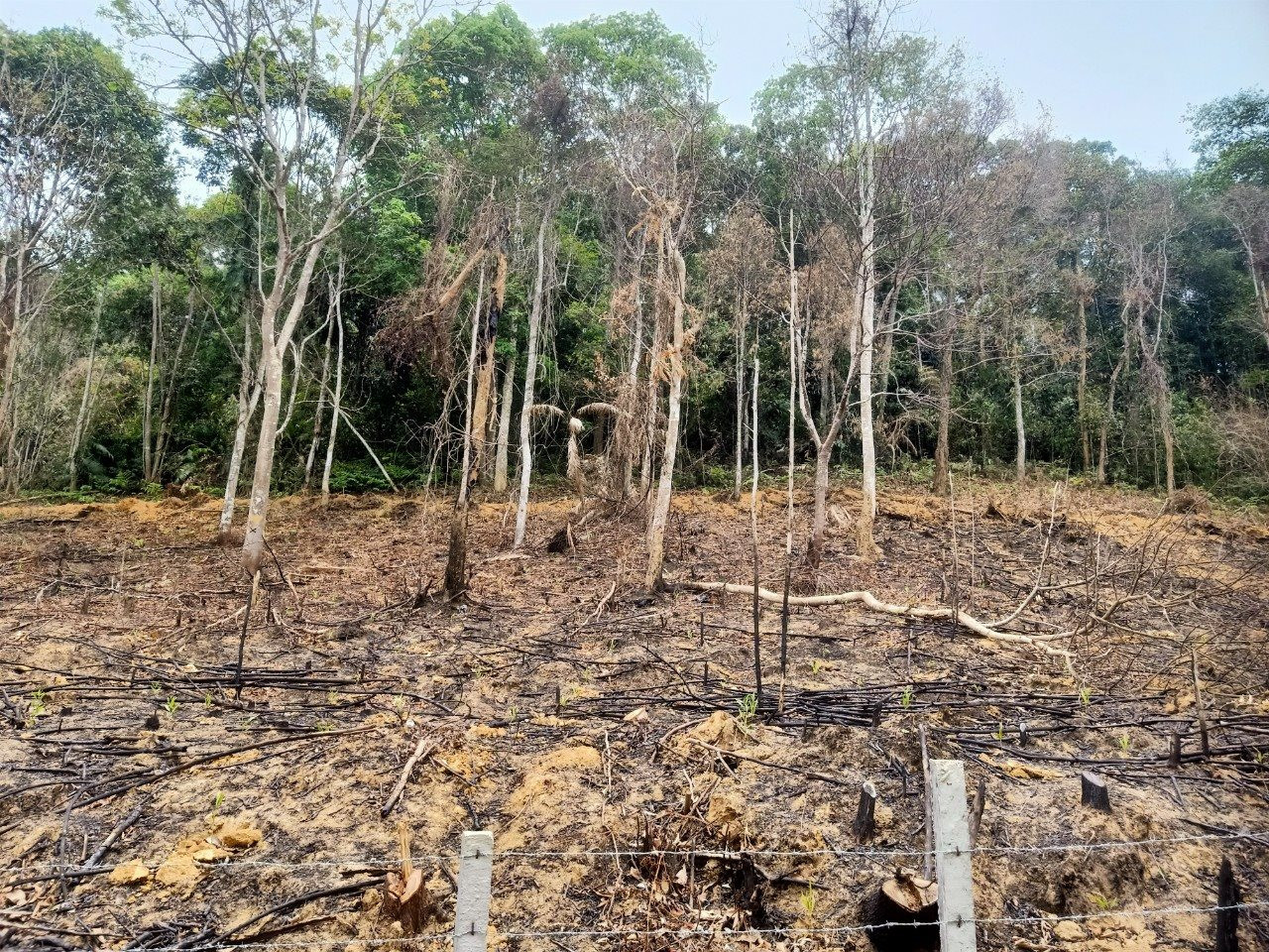 Khu vực rừng tự nhiên nơi xảy ra vụ cháy.