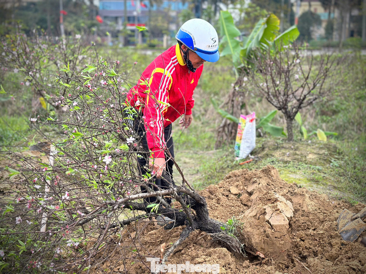 Những người làm nghề lâu năm cho biết, mỗi cây đào sau Tết được “hồi sinh” thành công là một niềm vui lớn, mở ra hy vọng về một mùa vụ tốt đẹp hơn. Những người làm nghề lâu năm cho biết, mỗi cây đào sau Tết được “hồi sinh” thành công là một niềm vui lớn, mở ra hy vọng về một mùa vụ tốt đẹp hơn.