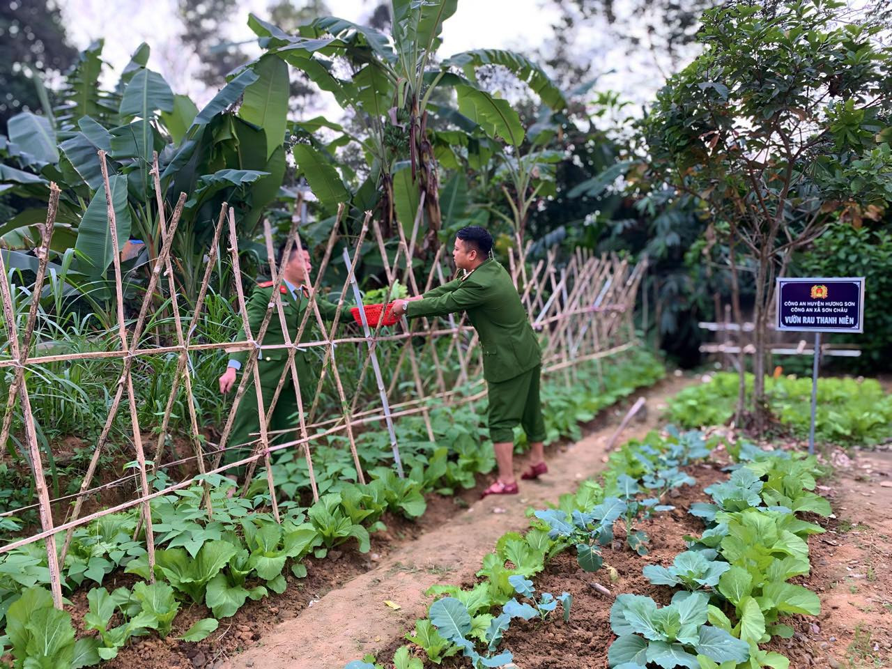 Những khoảng đất trống ngày nào, giờ đã nhường chỗ cho những luống rau thẳng tắp...