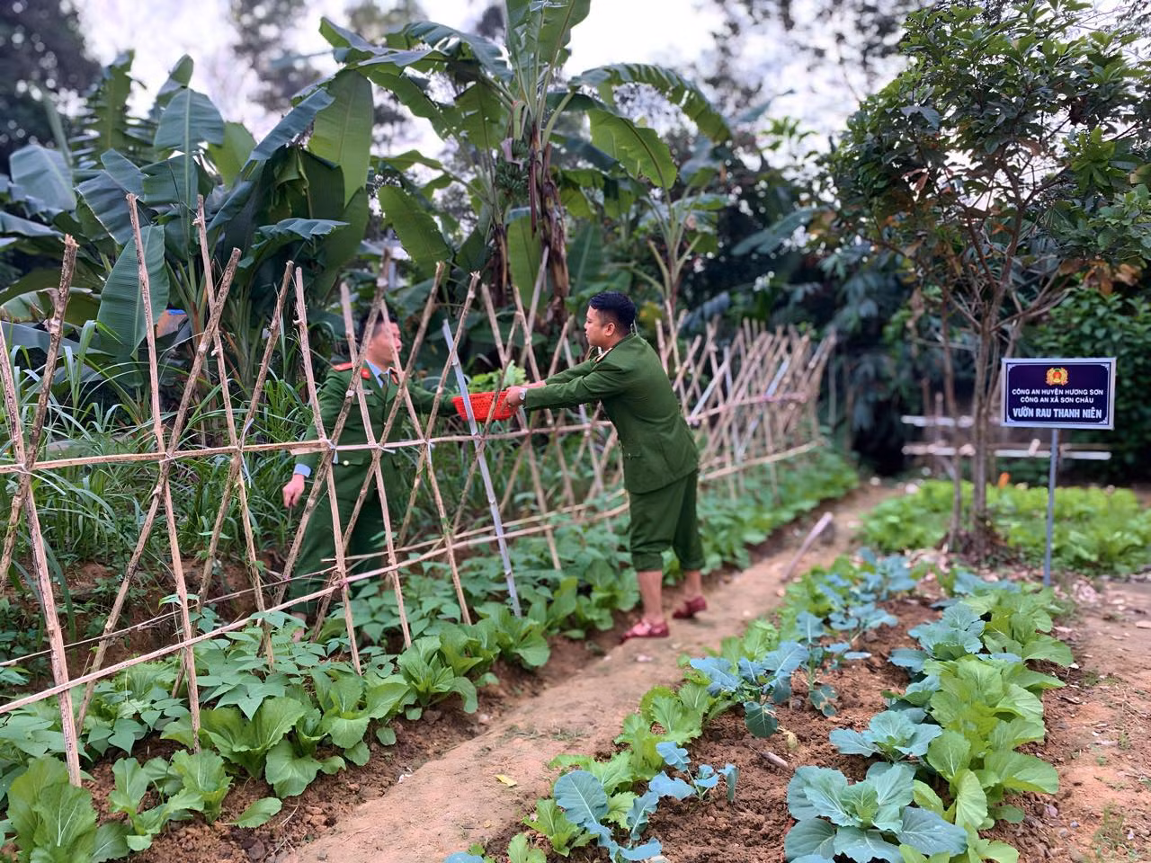 Những khoảng đất trống ngày nào, giờ đã nhường chỗ cho những luống rau thẳng tắp...