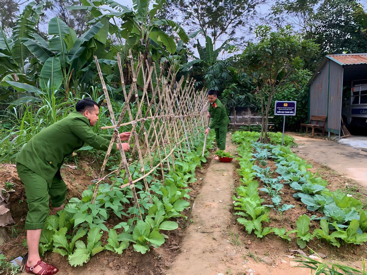 Mê mẩn vườn rau thanh niên công an.