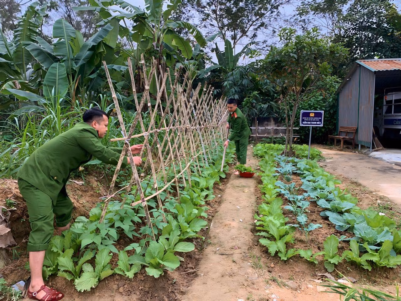 Mê mẩn vườn rau thanh niên công an.