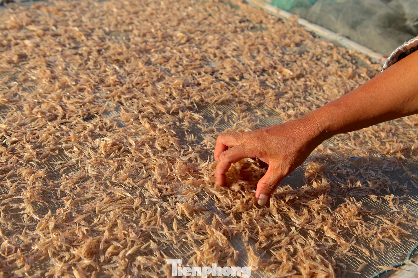 Ruốc khi đưa lên bờ có thể làm mắm ruốc hoặc phơi khô để chế biến các món như nấu canh, hoặc xào ăn kèm với cải non, xà lách.