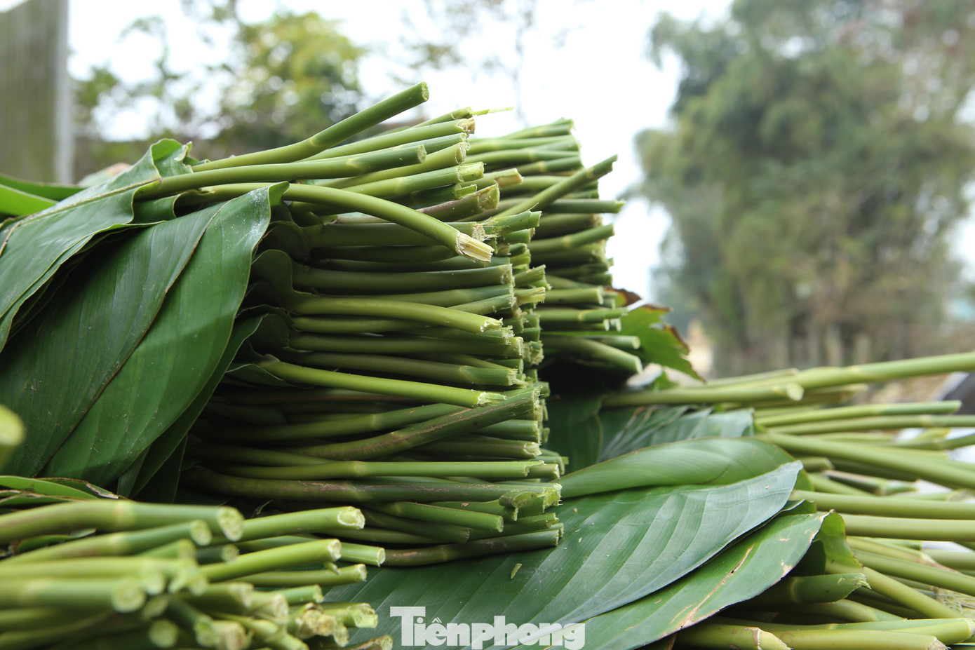 Dong được bán quanh năm nhưng tất bật, rộ nhất vào dịp cận Tết Nguyên đán, mỗi vụ người dân có thể thu từ 7 đến 20 triệu đồng.