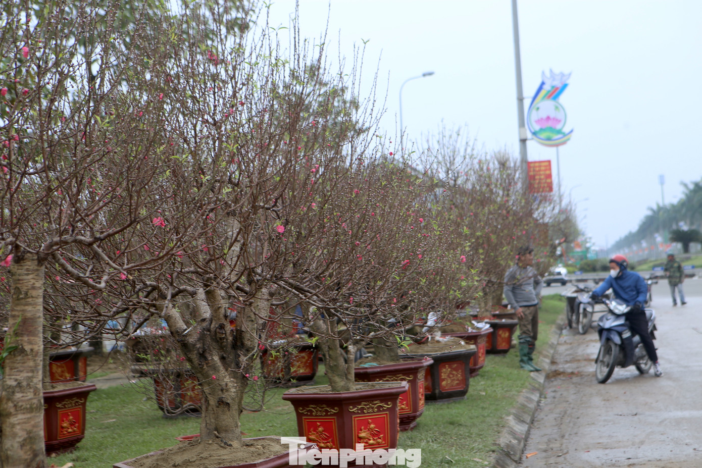 Còn gần 2 tuần nữa là đến Tết Giáp Thìn 2024, dọc tuyến đường Xô Viết Nghệ Tĩnh (thành phố Hà Tĩnh) đã ngập tràn sắc Xuân khi các loại hoa Tết được chủ vườn, tiểu thương mang ra đây bày bán.