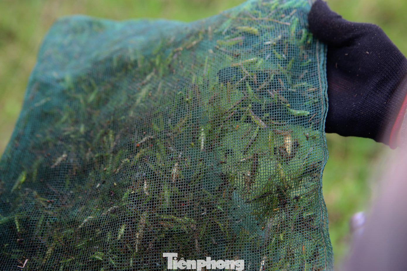 Việc bắt châu chấu không chỉ tạo thêm thu nhập cho người dân mà còn góp phần tăng cao năng suất cho lúa, giảm tình trạng châu chấu phá hoại mùa màng nên được người dân rất ủng hộ.