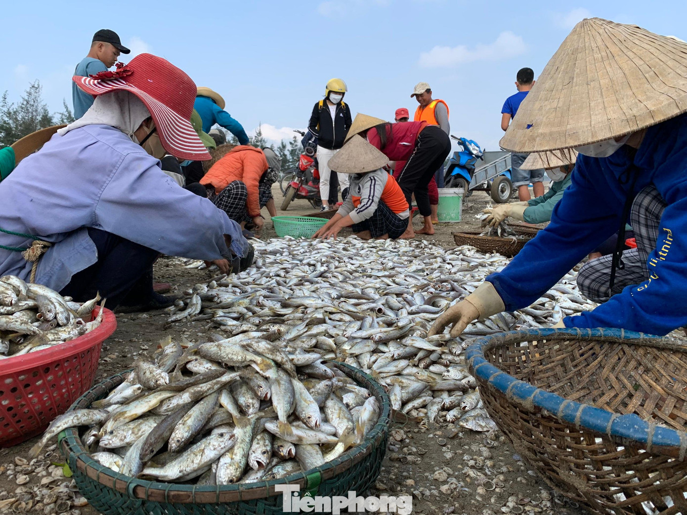 Ngư dân cho hay, chưa năm nào lại bắt được nhiều cá đù như vậy. Được xem là thời điểm &quot;vàng&quot; có nhiều cá đù nên mỗi ngày ngư dân bủa lưới đánh bắt từ sáng cho đến chiều muộn mới nghỉ. Cá đù xuất hiện nhiều từ tháng 11 đến tháng 2 âm lịch ở gần bờ biển huyện Lộc Hà. Dọc bờ biển xã Thịnh Lộc dài khoảng hai km, hàng chục ngư dân, chủ yếu là các thành viên trong một gia đình, kéo thuyền và chở lưới ra biển để bắt cá. Ngư dân cho hay, từ Tết đến nay, hôm nào trời nắng đẹp, ít gió, cá xuất hiện nhiều.