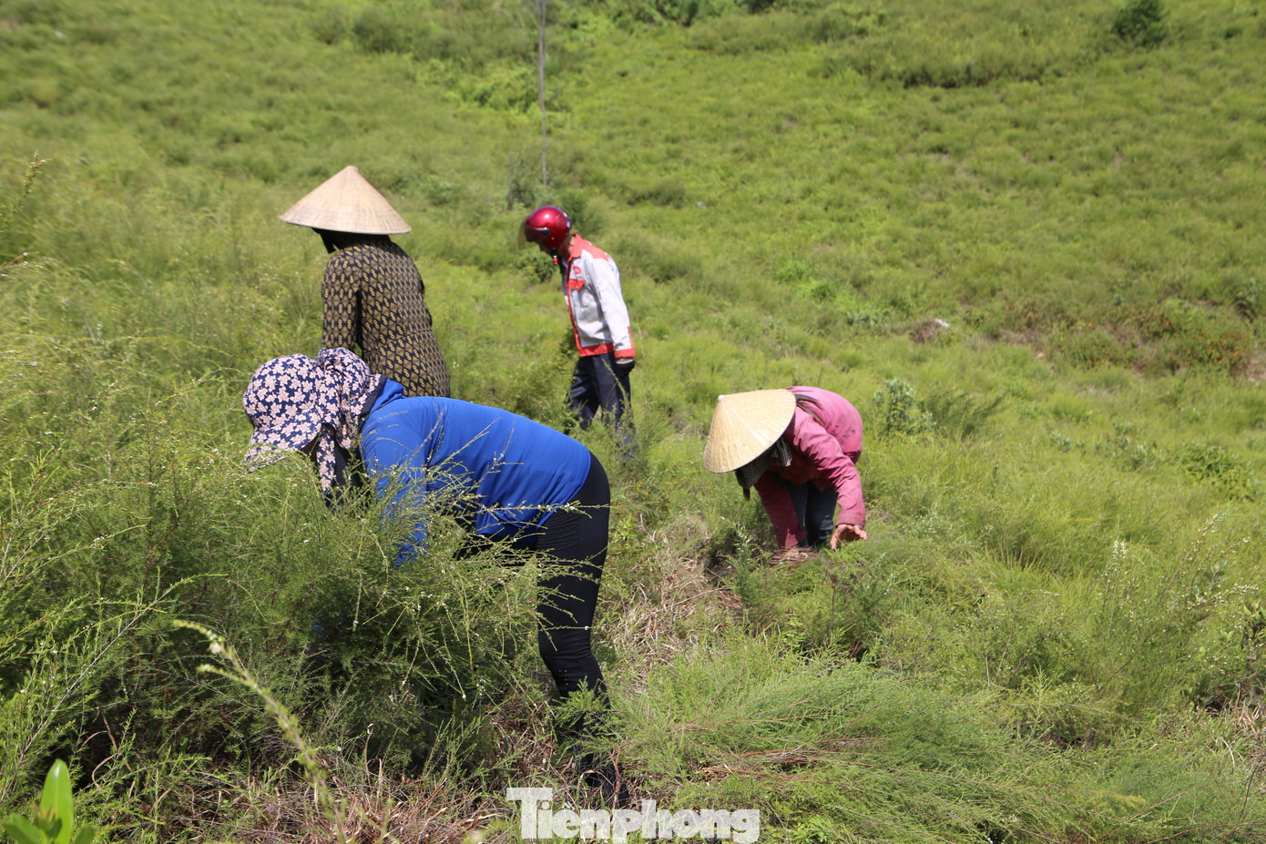 Trước đây khu rừng này có nhiều loại cây cối mọc hoang dã. Và cây trện được dân làng cắt, đào về làm củi, nhất là sử dụng vào mùa Đông đốt lửa tránh rét. Nhưng nay được người dân bảo vệ, trồng và chăm sóc trở thành cây trồng mang lại kinh tế cao.
