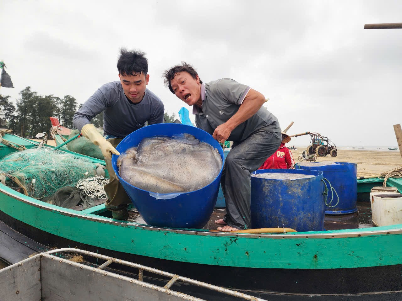 Ngay sau khi sứa biển được đánh bắt ngoài khơi và đưa vào bờ sẽ nhập cho các cơ sở tập trung đầu mối thu mua theo từng khay nhựa hoặc theo từng xe kéo.