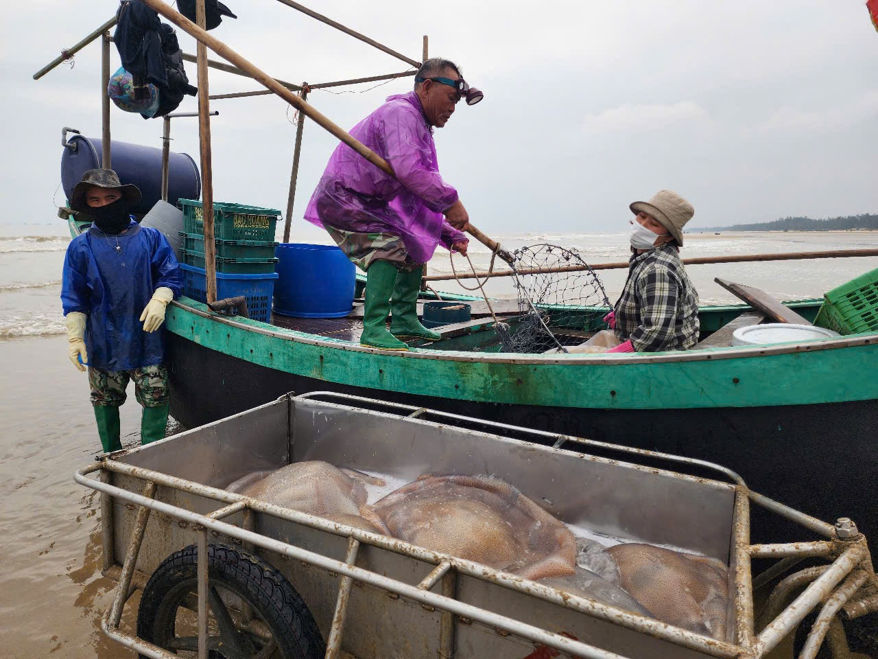 "Mỗi ngày thuyền chúng tôi ra khơi 3 chuyến biển, thu về từ 6 - 7 tấn sứa biển, bán được 8 triệu đồng. Chi phí đầu tư không cao, nhưng mang về nguồn thu lớn , tạo động lực để vươn khơi", ngư dân Nguyễn Đình Loan (67 tuổi, trú tại thôn Toàn Thắng, xã Thạch Trị) chia sẻ.