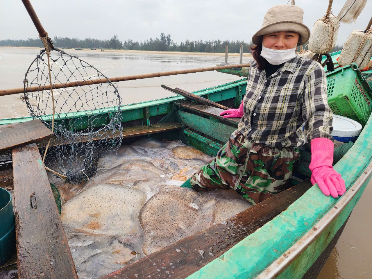 Sau khi thuyền cập bờ, sứa được bán cho thương lái, ngư dân vội vàng cho tàu ra khơi để tiếp tục đánh bắt những chuyến sứa kế tiếp.