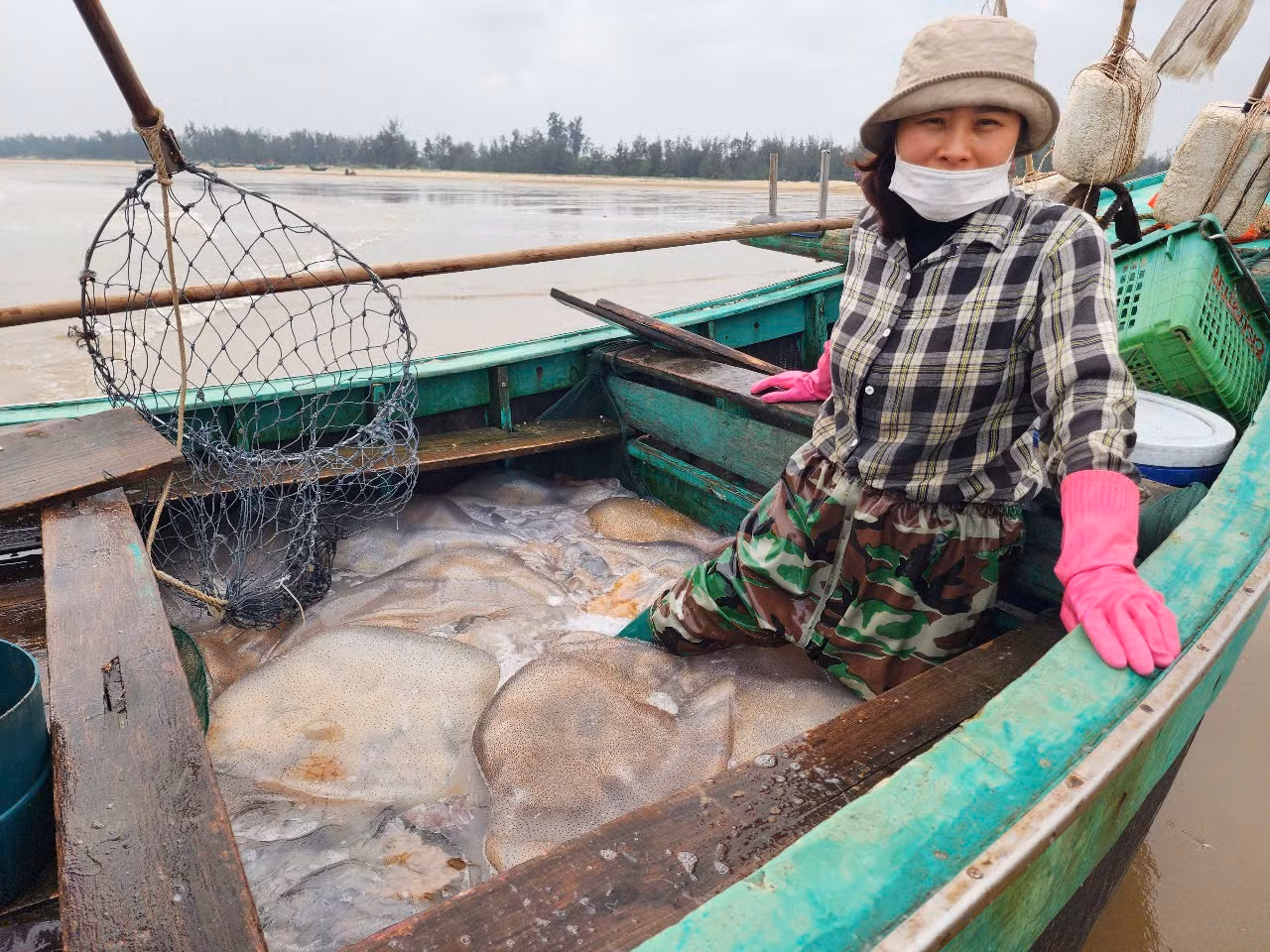 Sau khi thuyền cập bờ, sứa được bán cho thương lái, ngư dân vội vàng cho tàu ra khơi để tiếp tục đánh bắt những chuyến sứa kế tiếp.