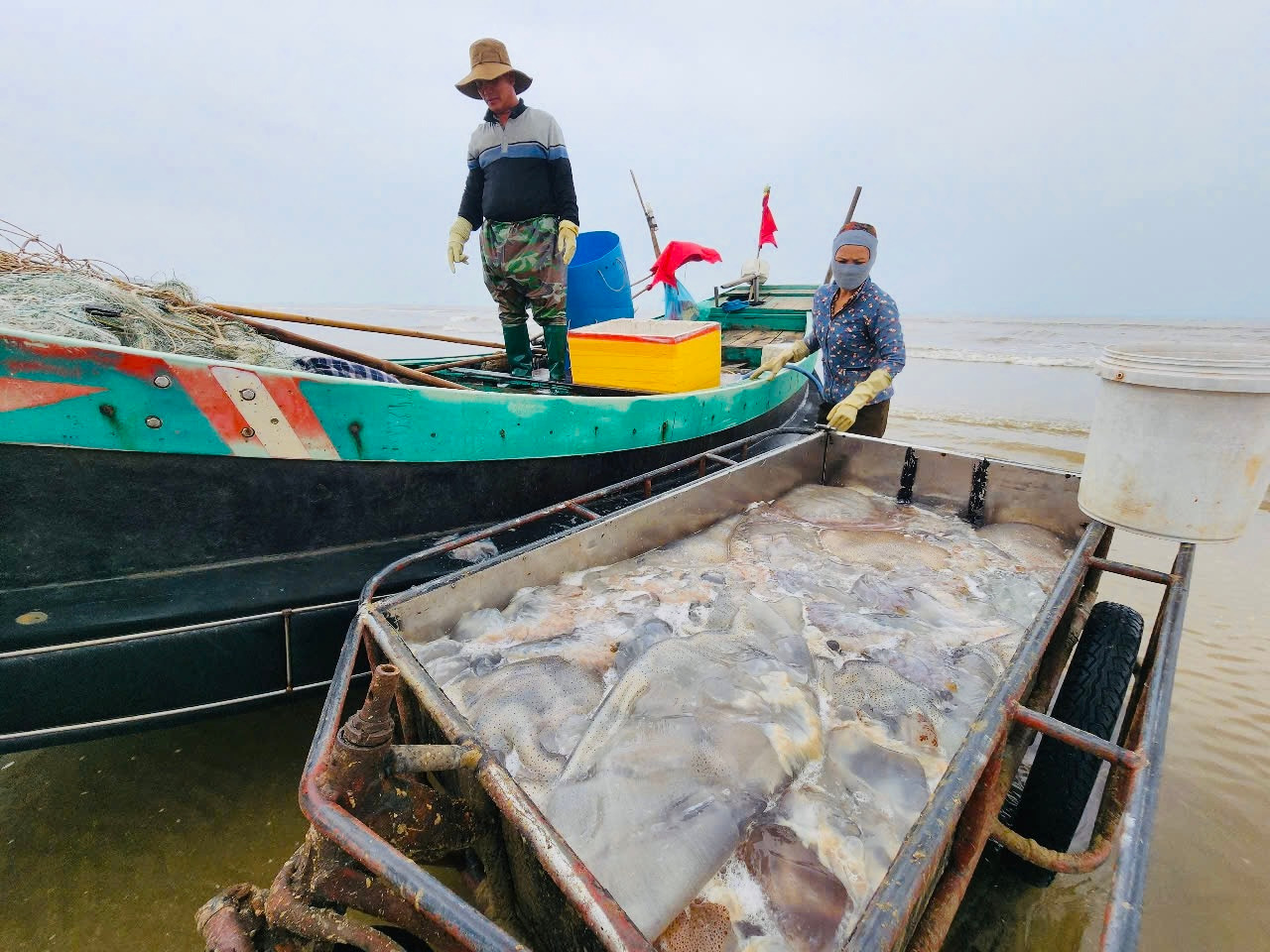Những con thuyền đầy ắp sứa nối đuôi vào bờ tạo nên khung cảnh sống động của nghề biển. Mùa sứa tại biển Hà Tĩnh bắt đầu từ cuối tháng 3 đến hết tháng 4.