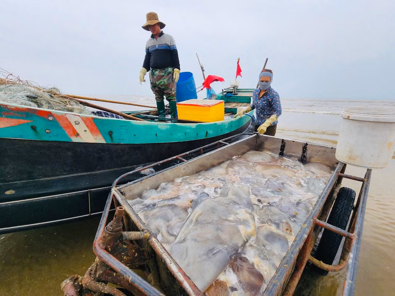 Những con thuyền đầy ắp sứa nối đuôi vào bờ tạo nên khung cảnh sống động của nghề biển. Mùa sứa tại biển Hà Tĩnh bắt đầu từ cuối tháng 3 đến hết tháng 4.