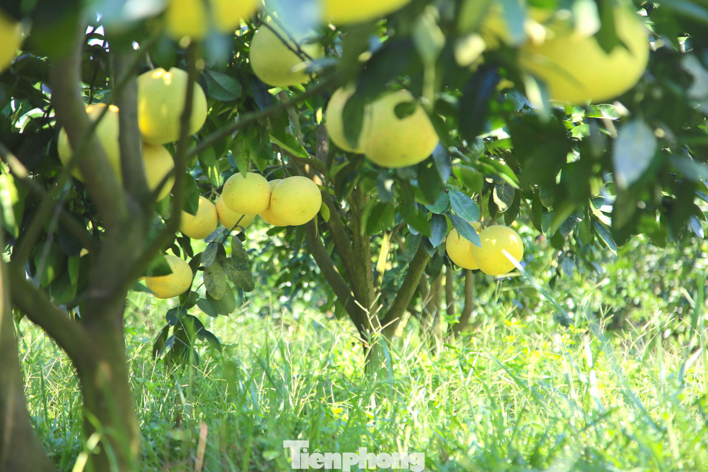 Bưởi Phúc Trạch là thứ quả đặc sản nức tiếng ở Hà Tĩnh. Nhờ trồng loại quả này, người dân miền núi Hương Khê phát triển làm giàu chính trên mảnh đất cằn, có những hộ trở thành tỷ phú khi trồng bưởi Phúc Trạch.