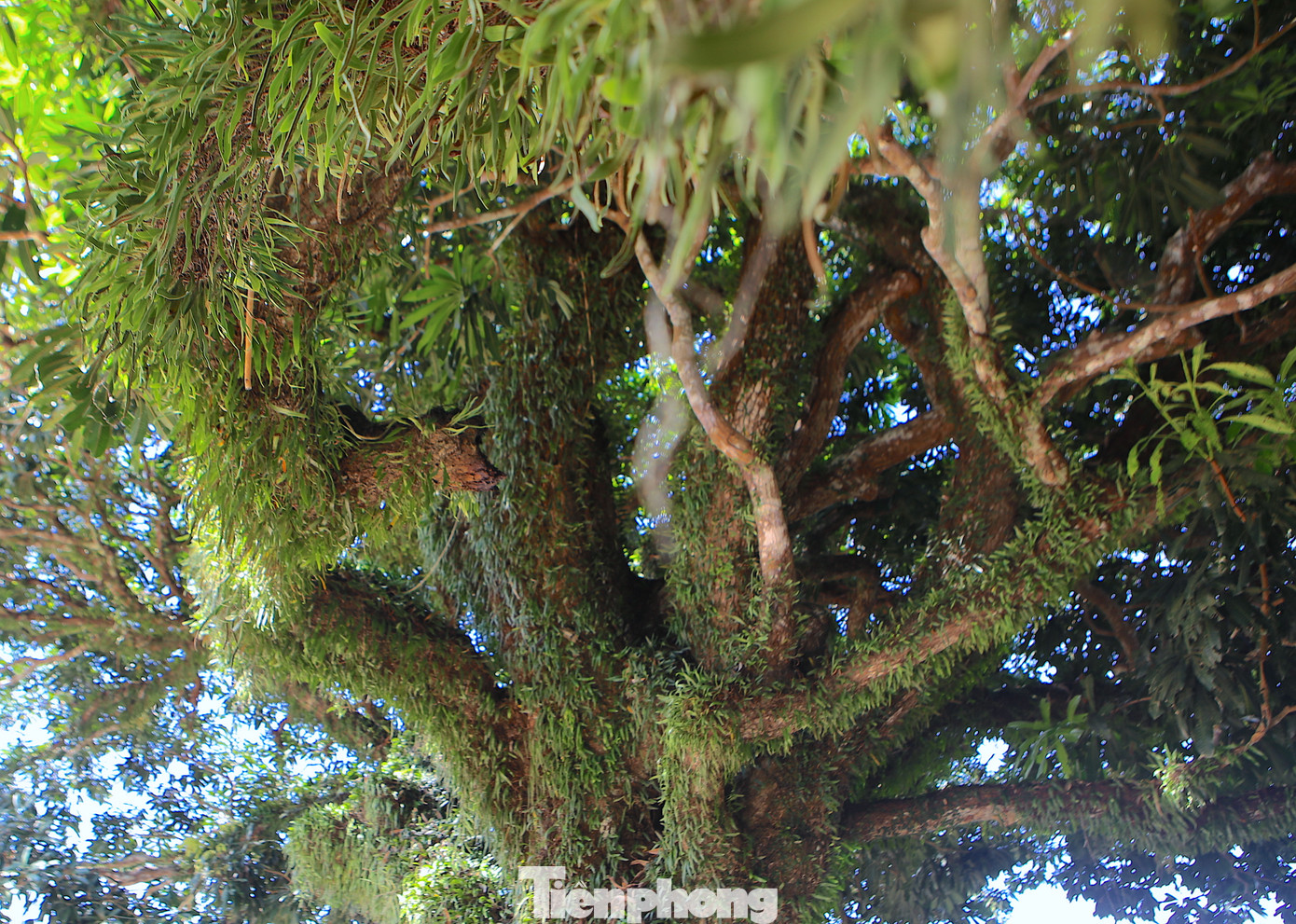 Cây có chiều cao khoảng 27m, phần tán rộng 30m. Đặc biệt, phần thân cây có rất nhiều ụ nổi, lớp vỏ sần sùi, rêu xanh phủ kín từ gốc đến cành cây.