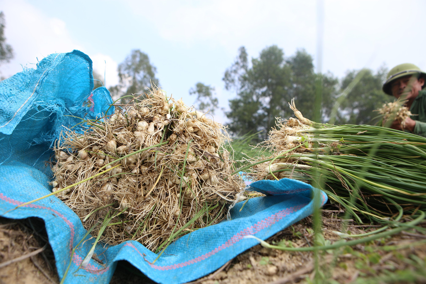 Nghề trồng hành tăm được triển khai mở rộng tại xã Thiên Lộc khoảng gần 10 năm trở lại đây.