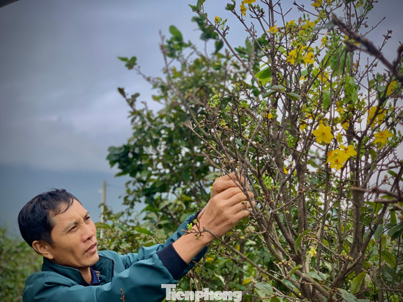 “Thời tiết năm nay đầu Đông nhưng nắng nóng nhiều hơn, nên có nhiều gốc tại vườn đã nở bung bét và ra lộc. Đáng lẽ tầm này phải tuốt lá xong rồi nhưng thời tiết không thuận lợi nên chúng tôi chỉ tuốt một số gốc nụ đang nhỏ”, ông Nguyễn Viết Xuân (trú thôn Tân Thành, xã Kỳ Nam) cho hay.