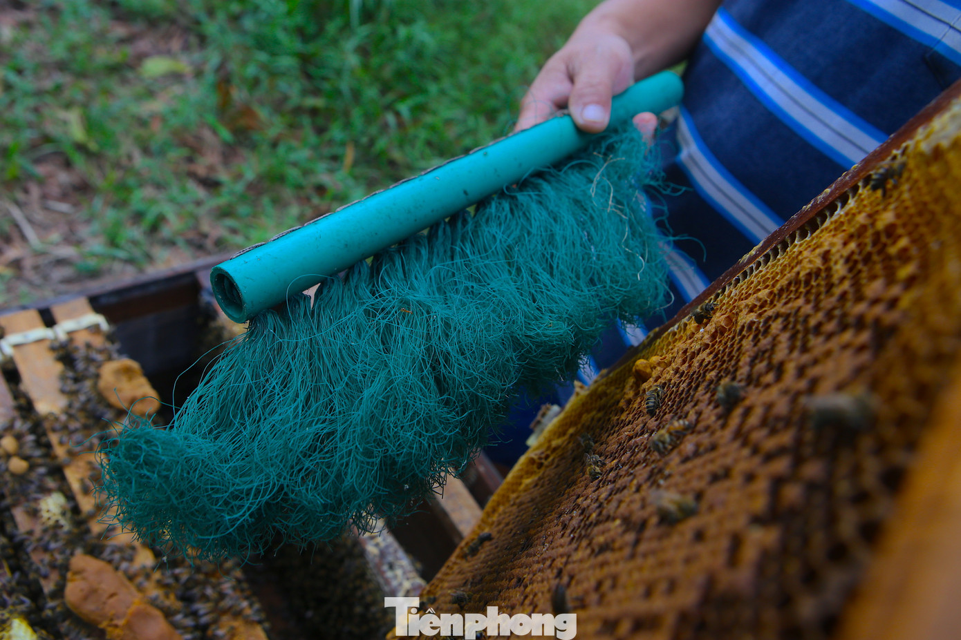 Sau những tháng ngày rong ruổi theo mùa hoa, người nuôi ong "du mục" trên địa bàn tỉnh Hà Tĩnh đang phấn khởi thu hoạch mật. Niềm vui lớn là thời tiết khá thuận lợi, mật ong được mùa, giá bán ổn định hơn so với các năm trước.