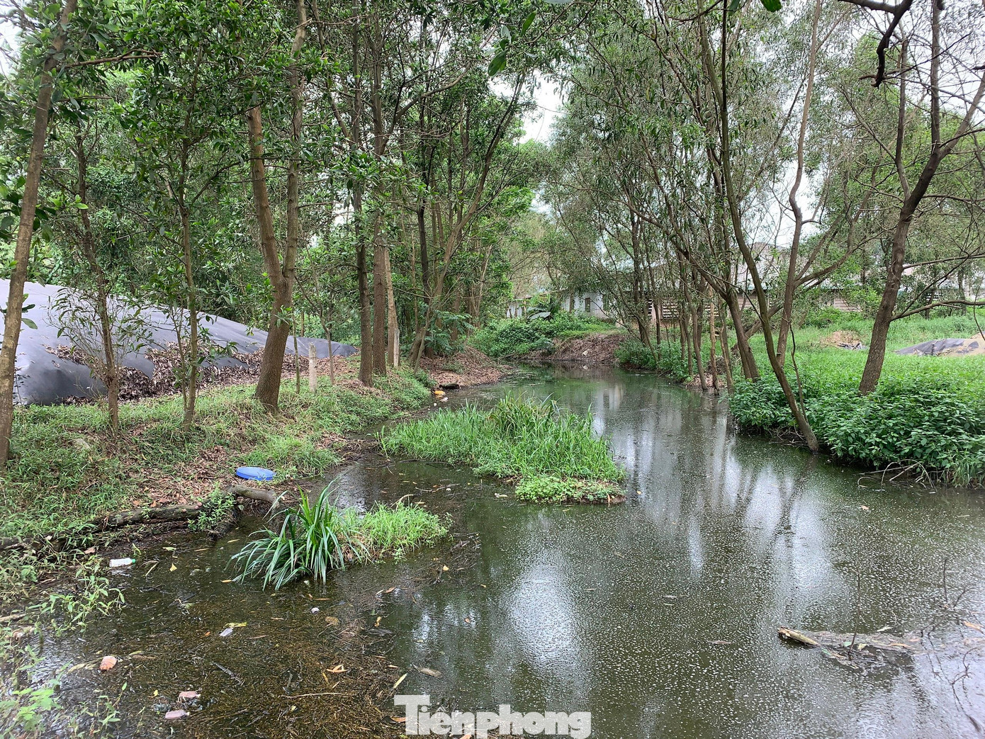 Dòng kênh nằm giữa trại lợn của ông Phạm Trần Sum và ông Đinh Thăng Long bị ô nhiễm.