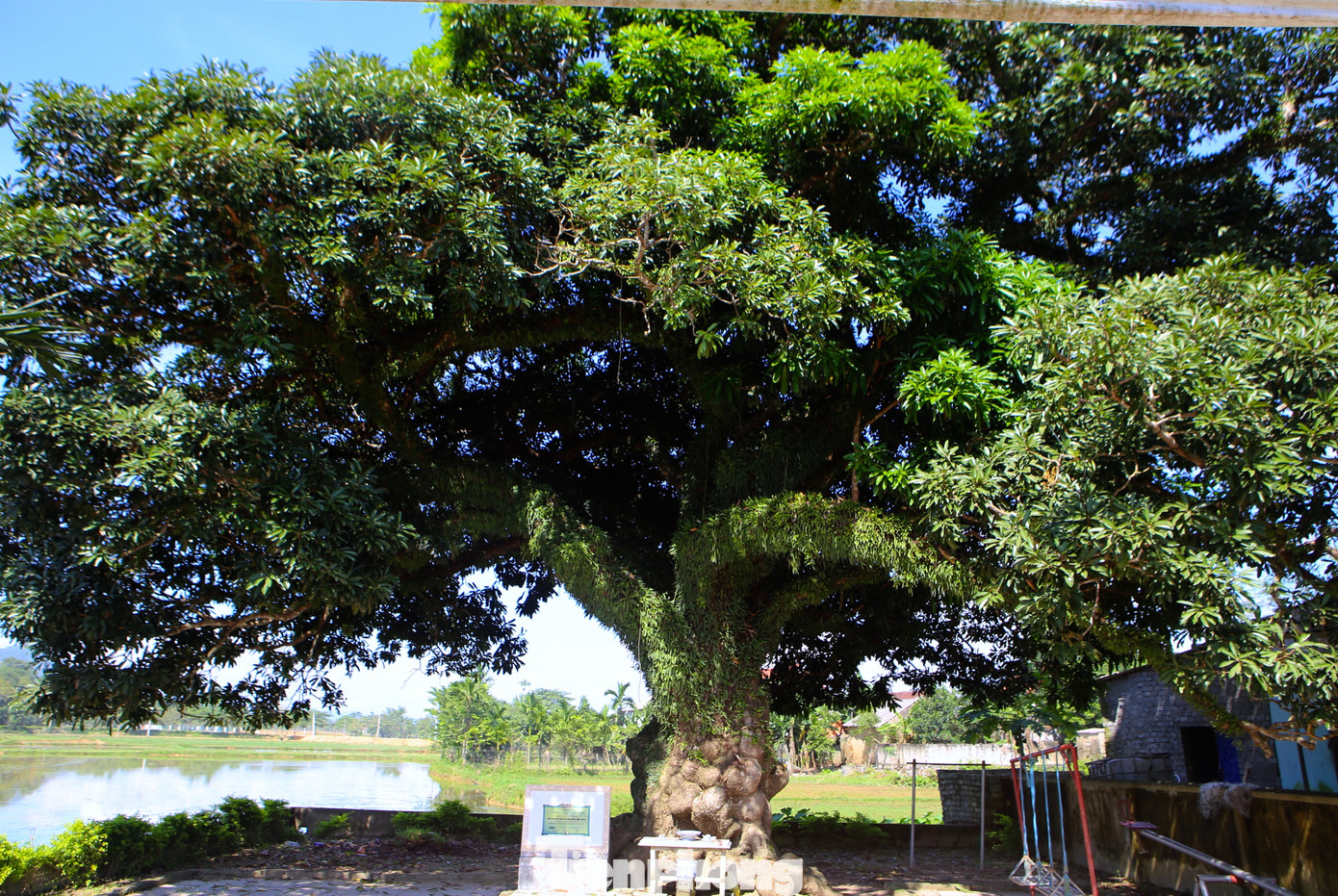 Theo các cụ cao niên, cây trôi ở làng Đông Đoài, xã Hoà Lạc, huyện Đức Thọ (tỉnh Hà Tĩnh) đã có tuổi đời trên 400 năm. Gốc trôi là chứng tích cho sự chuyển mình qua những năm tháng lịch sử của làng Đông Đoài.